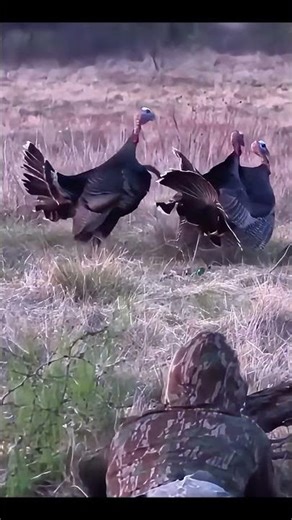 Solo Filming Paid Off… MONSTER Gobbler 🦃👀 #turkeyhunting #gobblerhunting #wildlife #shorts