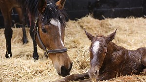 Superstar mare welcomes filly by top stallion