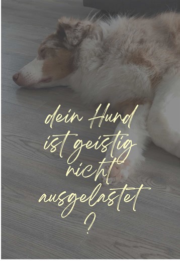 Hatte da so eine Idee 💡 Merlin war danach auf jeden Fall ausgelastet, aber bin nicht sicher ob es ihm so viel Spaß gemacht hat. Er hatte sehr viel Respekt vor dem Wasser irgendwie 😂 Wie findet ihr es? Gebt bitte mal Feedback falls ihr es ausprobiert 🤭 #aussie #dogfluencer #australianshepherd #hund #dog