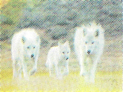 CMYK Screenprint Animation: A Creative Exploration