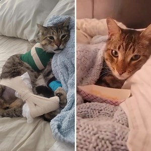 1.6K views · 5.9K reactions | Houdini is an adorable three-year-old...