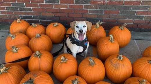 Wisconsin’s first domestic abuse facility dog celebrates 8 years in Oshkosh