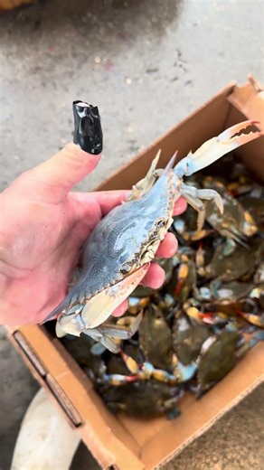 Rare blue crab!!! Swamp People! #swamp #fishing #seafood #crab