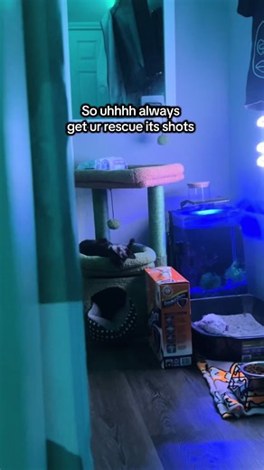 Cat scratch fever no joke 🥲 #kitten #rescue #cat #viral #trending