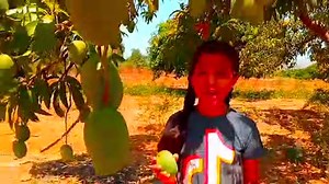 |Mango Tree|- Description, History, Facts & Uses- (Information In English) #kuberclasses