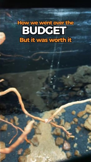 We went over budget creating a stunning aquascape—no regrets! 💸🌿 #Aquascaping #aquadesign