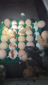 4.5K views · 29 reactions | The buff orpington are hatching . Hatching eggs available or I can hatch for you ,p.m. | Cajun Creek Farm | Facebook