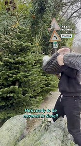 Ever Wondered What It's Like To Be A Christmas Tree? 😂🎄 | Craft Factory