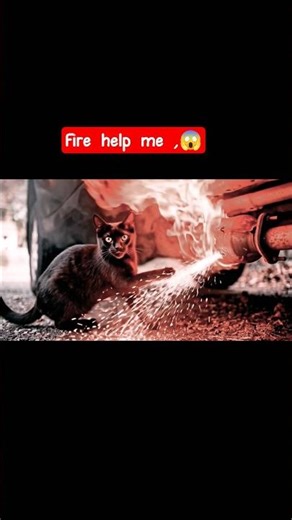 "When Your Cat Becomes a Firefighter!"