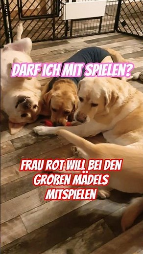 🤩❤️ Darf ich mitspielen? Frau Rot will mit den großen Mädels spielen. #labradorwelpen #hundewelpen