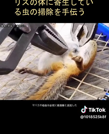 リスの体内の寄生虫を取り除く救助活動
