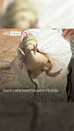A foot-long toad has been found in Florida's Marco Island. Experts in the state say they have never encountered a cane toad of that size. #toad #florida | Sky News