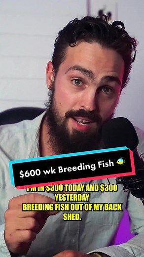 Making $600 Breeding Fish: A Lucrative Side Hustle | The Aquarium Guy