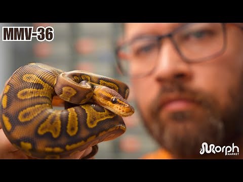 MOST Favorite Ball Python Projects With Nixon Reptiles