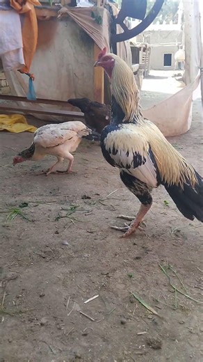 White Java Aseel Rooster and Hen || Pure Breed Village Beauty