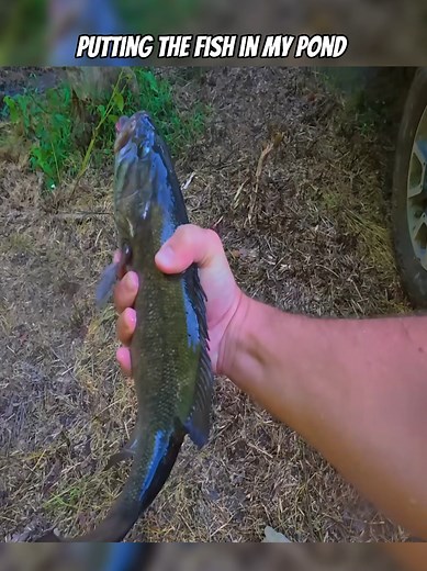 Putting Fish In My Pond: A Guide to Stocking Your Water Garden