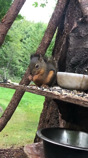 Baby Douglas squirrel was here early today unfazed mostly