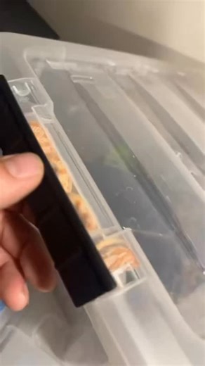 Wesley Jessen on Instagram: "Follow my other pages @mrgrilledcheeseblr @pebbletheoneeyedsnakeblr @the.gtps.of.blr on facebook, instagram or TikTok. #reptile #snake #snakes #pet"