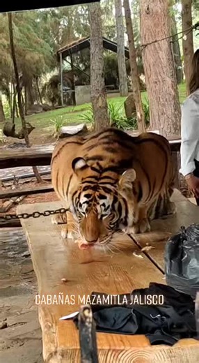 Cabañas with Tigers in Mazamitla - Exotic Animal Encounter