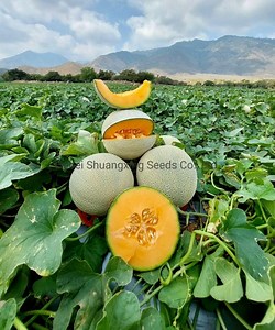 [Hot Item] F1 Hybrid Sweet Melon Seeds for Planting