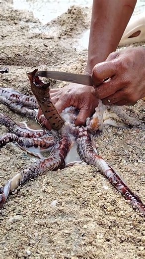 Beach Magic! Octopus ke andar se nikli Eel 🐙 | Shocking Ocean Discovery