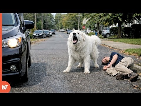 Dogs That Faced Death to Save Humans