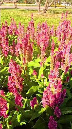 Celosia Flower Care & Growing Tips for Summer