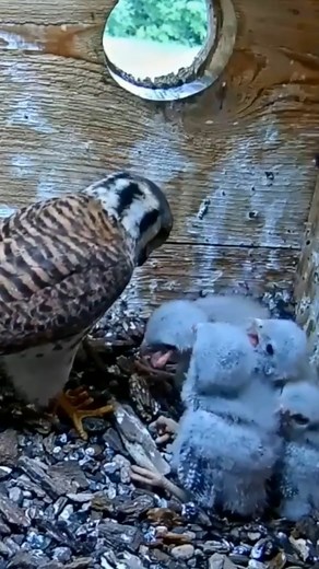 10K views · 190 reactions | Review mother bird feeding her chicks in their nest E#156- the babies bird are adorable! #birdlovers #birdnest #birdphotography #birds #birdwatching #birdlife #birdsofinstagram | Bird Nest Life | Facebook