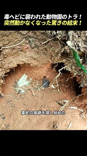 毒ヘビに襲われた動物園のトラ！ 突然動かなくなった驚きの結末！ #毒ヘビ #トラ #動物園