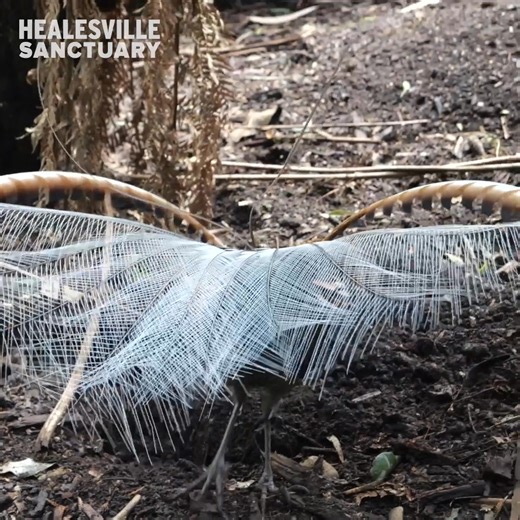Sound up for this one, it's pretty freaky for a Friday! 🔊 Apollo the Lyrebird is capable of creating incredible sounds ranging from other bird calls, lasers and even the click of a camera! Keeper Tammika also graces us with her own Lyrebird impression. | Zoos Victoria