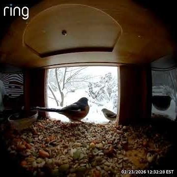 Tiny Battle of the birds 🤭