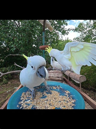 Cockatoo Mid Air Chaos