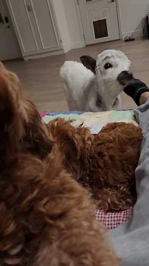 SugarBun the Micro Cow Loves Cuddling in Bed with Its Owner!