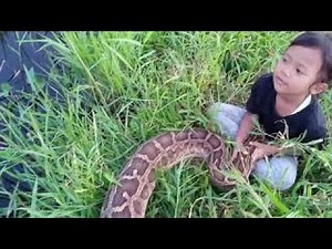 Indonesian toddler loves to play with giant python