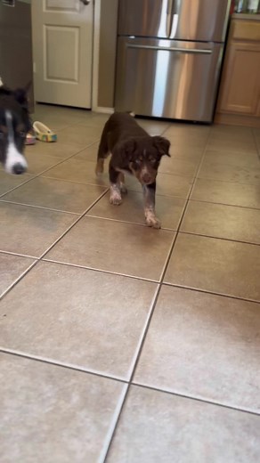 Effective Border Collie Puppy Training Tips