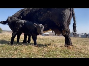 Windy the calf nursing on momma cow | Belted Galloway Homestead