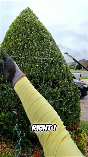Wrapping a Cone Tree with Mini lights