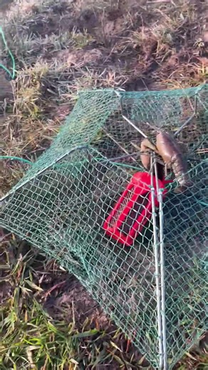 Effective Winter Yabby Fishing Tips