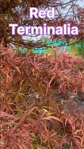 Red Terminalia Tree Plant #plants