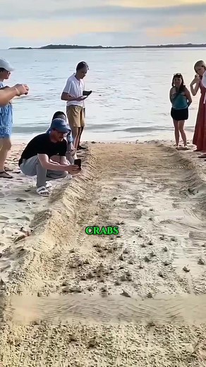 Baby Turtle’s Journey: A Fight for Survival l #BabyTurtles #WildlifeFacts #NatureStory #OceanLife | Wild Whispers