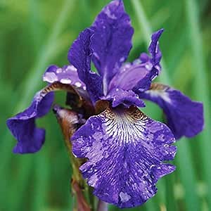 Caesars Brother Blue Siberian Iris Flower Bulbs - 5 Roots per Pack - Deer Resistant - Good as Cut Flowers - Naturalizing - Perennializing - Easy to Grow Live Plants - Outdoor Garden