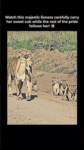 Watch this loving lioness carry her tiny cub as five adorable baby lions follow on wild safari! 🦁