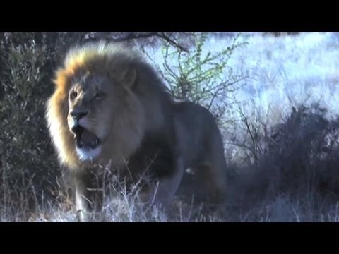 Lion charge on bow hunter! Deadly close call at 3 meters. HUNTING IN AFRICA
