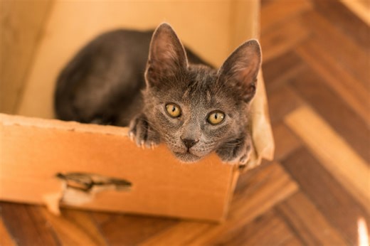 More than just a cat: How Schrödinger invented modern Earth science