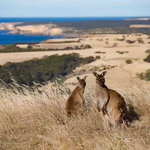 1K reactions · 130 shares | We asked an Aussie Specialist travel agent how to do Australia in style. He gave us ‘7 best’ experiences from the Great Barrier Reef to the Kimberley. | Australia.com | Facebook