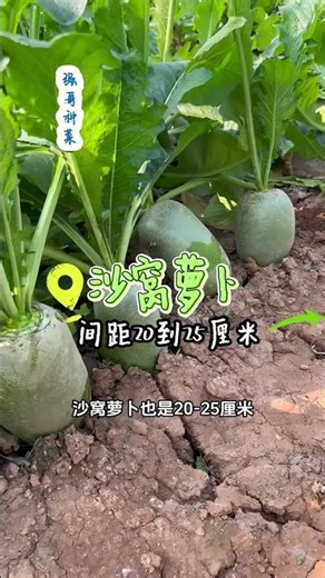 How big should radish seedlings be when transplanting