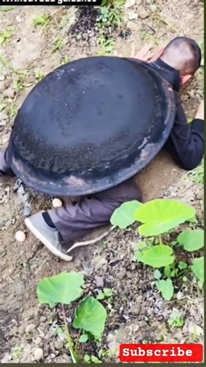 turtle funny videos #shorts#shortfeed#shortvideos#comedyvideos#vairalshorts