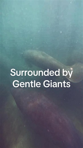 Surrounded by Gentle Giants: Playful Manatees While Snorkeling