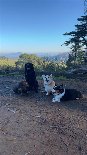 Adorable Doggies: A Heartwarming Compilation