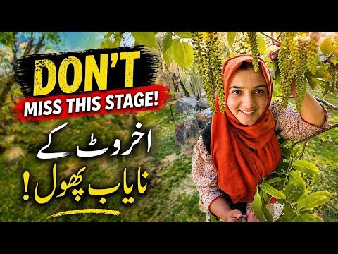These Tiny Flowers Will Turn Into Expensive Walnuts! 💰 Watch How | Organic Farming Gilgit Pakistan 😍